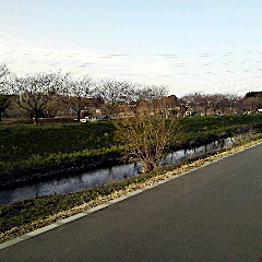 someiyoshino2